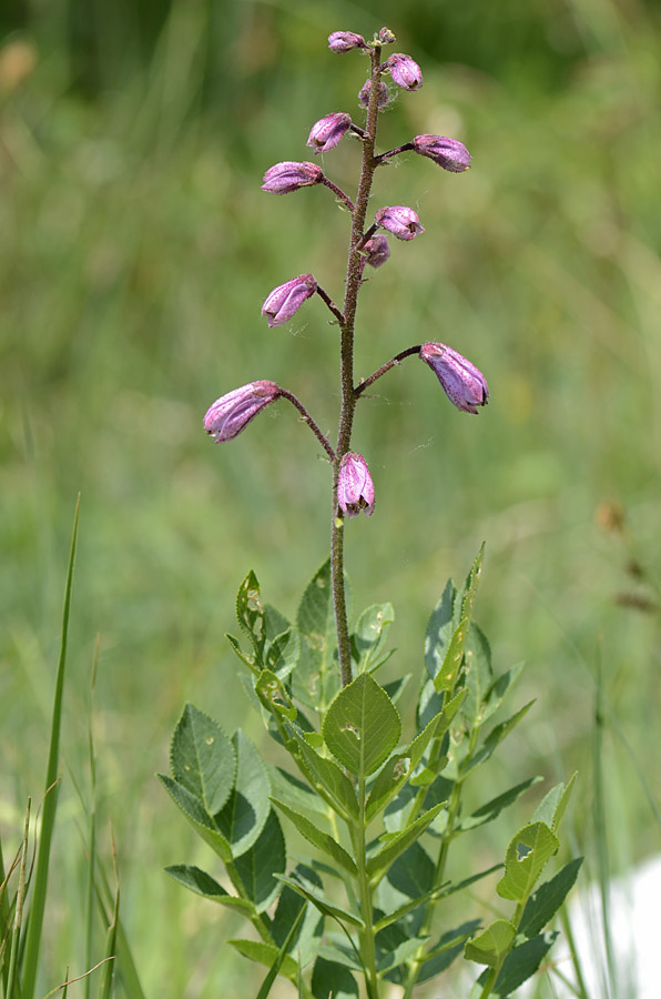 Dictamnus albus / Limonella